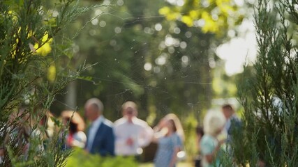 Beautiful round spider web hangs between two green plants, thujas and sways in the wind on sunny day. Silhouettes of unrecognizable people are visible against the background of the cobweb.