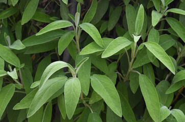 close up of sage leaves in a garden