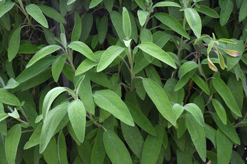 close up of sage leaves in a garden