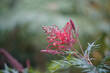 Closeup of Grevillea Mason's Hybrid growing in a garden with a blurry background