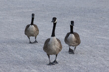 Three Canada Geese Walking On Grey Gravel