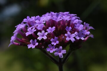 Canvas Print - Purpletop vervain flowers. Verbenaceae perennial grass.