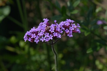 Canvas Print - Purpletop vervain flowers. Verbenaceae perennial grass.