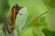 A red-eyed, 17-year Brood X cicada completes its transformation on a plant in the woods of Virginia.