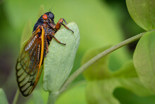 A Large Red-eyed 17-year Cicada Clings To A Green Leaf In A Virginia Forest.