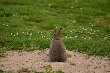 Sticker - Selective fous shot of a little fluffy rabbit from the back standing in the meadow