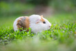 A guinea pig or cavy sitting in the green grass. Guinea pig walking on the lawn