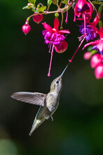 A Female Anna's Hummingbird Feeds In Flight On Nectar From Colorful Fuchsia Flowers.  Sunlight Illuminates The Subject And The Background Is In Shadow.