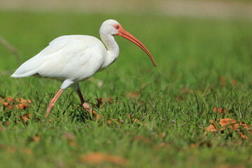 Wall Mural - White Ibis, Eudocimus albus, Lake Okeechobee, Florida, USA