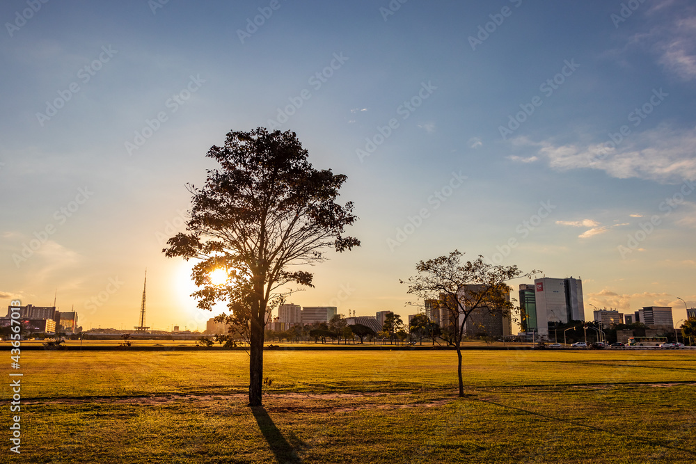 Pôr do sol entre árvore na Esplanada dos Ministérios em Brasília, capital do Brasil. - obrazy, fototapety, plakaty 