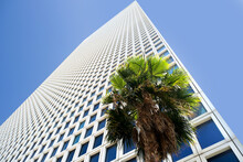 Palm Tree On The Background Of A Skyscraper