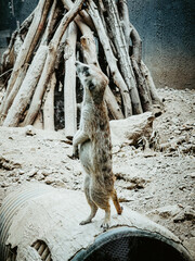 Poster - Vertical shot of an adorable suricat standing on the barrel in a zoo