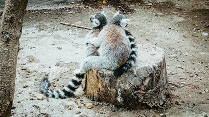 Poster - Adorable suricates sitting on the trunk in a zoo - wildlife