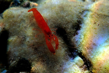 Wall Mural - Red pistol snapping shrimp - Alpheus macrocheles