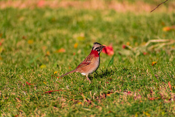 Gorrión común en el césped. Canelones, Uruguay