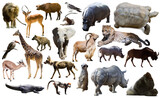 Fototapeta Zwierzęta - Collage with African mammals and birds isolated over white background