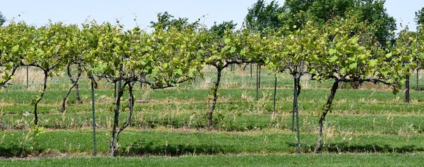 Sticker - Vineyard