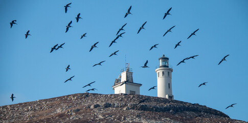 Flock of pelicans flying over Anacapa Island Lighthouse Island in the Channel Islands National Park offshore from Santa Barbara California USA