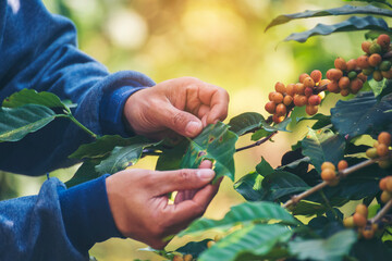 Man Hands harvest coffee bean ripe Red berries plant fresh seed coffee tree growth in green eco organic farm. Close up hands harvest red ripe coffee seed robusta arabica berry harvesting coffee farm