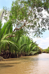 Wall Mural - Mangrove tree and palm leaves in delta of Mekong river, Vietnam