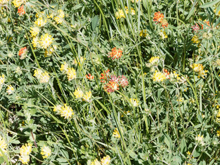 Wall Mural - Anthylllis vulneraria ou Anthyllide vulnéraire ou trèfle des sables à fleurs papilionacées jaunes et rougeâtres au calice velu sur tige au feuillage vert à petites folioles alternes