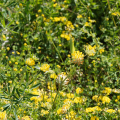 Wall Mural - Anthyllide vulnéraire ou trèfle des sables (Anthyllis vulneraria)