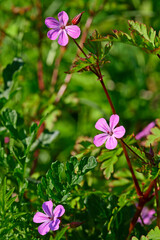 Wall Mural - Stinkender Storchschnabel, Ruprechtskraut // Herb-rober (Geranium robertianum)