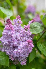 Flowers Of Lilac Bushes (Syringa) After The Spring May Rain