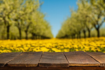 Wall Mural -  table made of wooden boards against a cherry blossom orchard