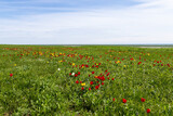 Fototapeta Maki - Wild red and yellow tulips in green spring steppe near the Manych lake in Kalmykia