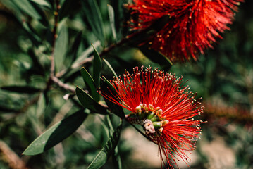 Plant of Callistemon, red blossom flowers, australian flowers tree