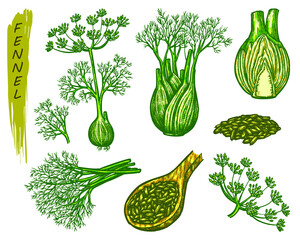 Wall Mural - Fennel sketch elements, fresh and dry spice or culinary seasoning. Hand drawn icons of organic natural plant, branch with root, blossom and seeds. Aromatic cooking ingredient, vegetarian product.