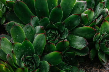 Wall Mural - Green echeveria on a flower bed close-up. Stone rose