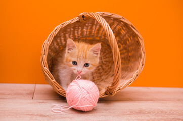 Wall Mural - baby red kitten sits in a wicker basket and plays with a pink ball of wool on an orange background