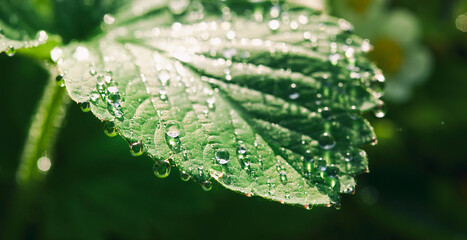 Poster - A lot of dew drops on the strawberries leaves in the morning