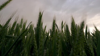 Wall Mural - Close-up video of a spring field with green ears of wheat swaying in a light breeze