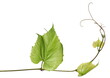 Vine with leaves isolated on white background, clipping path