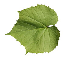 Young Grapevine, Vine Leaf Isolated On White Background With Clipping Path