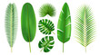 Exotic foliage and tropical leaves, isolated set of flora in different shapes and positions. Branches and leafage of beach, monstera and banana, palm and palmetto, realistic 3d cartoon vector