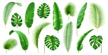 Exotic Flora And Vegetation Of Rainforests And Jungles, Isolated Tropical Leaves. Set Of Banana And Palmetto, Palm And Monstera Branches. Botany And Decoration In Realistic 3d Cartoon Vector