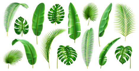 Exotic flora and vegetation of rainforests and jungles, isolated tropical leaves. Set of banana and palmetto, palm and monstera branches. Botany and decoration in realistic 3d cartoon vector