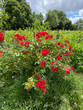 Roses dans un jardin public à Bordeaux, Gironde