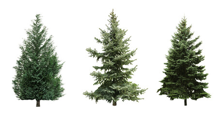 Beautiful evergreen fir trees on white background, collage. Banner design