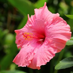 Wall Mural - Pink hibiscus flower.