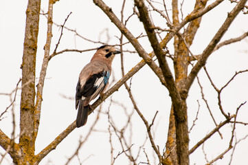 Beautiful colorful eurasian jay sits on tree branch. Wild nature.