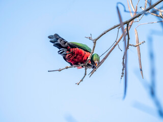 Sticker - King Parrot Peering Around