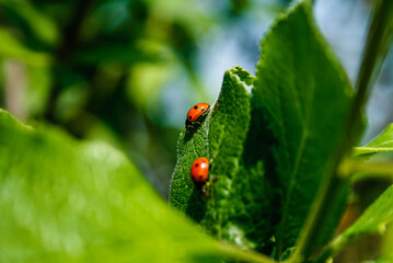 ladybug on green leaf