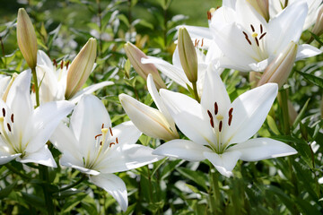 Wall Mural - white lily flowers in the garden