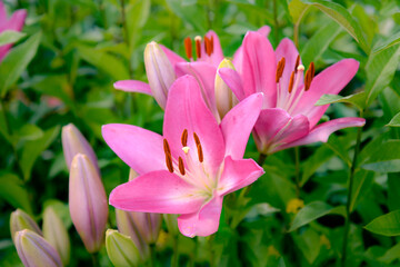 Wall Mural - pink lily flowers in the garden