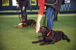 © Svitlana - Two handlers working with puppies in the obedience school